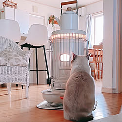 部屋全体/ねこのいる暮らし/ねこのいる風景/ねこと暮らす/コロナの石油ストーブ...などのインテリア実例 - 2023-12-17 07:59:11