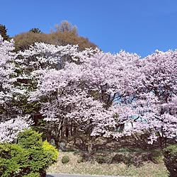 桜/春休みのインテリア実例 - 2023-04-04 21:33:11