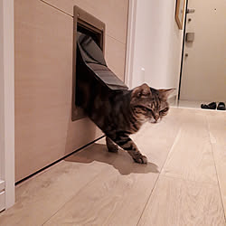 玄関/入り口/猫/猫ドアのインテリア実例 - 2018-04-01 00:10:13