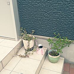 玄関/入り口/植物のインテリア実例 - 2014-03-30 17:16:00