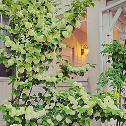 玄関/入り口/北欧/白い壁/レンガの小道/オオデマリの花...などのインテリア実例 - 2022-05-08 18:39:47