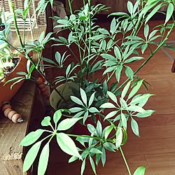 キッチン/DIYもグリーンも初心者(@_@;)/観葉植物/観葉植物のある部屋/明るいリビングに憧れる...などのインテリア実例 - 2016-06-18 06:45:49