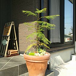玄関/入り口/貰った植木鉢のインテリア実例 - 2016-10-18 13:37:45