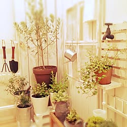 玄関/入り口/DIY/オリーブの木/植物のインテリア実例 - 2014-03-06 19:00:19