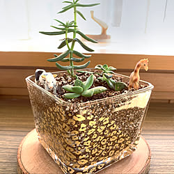 花のある暮らし/グリーンのある暮らし/木のある暮らし/庭のある暮らし/観葉植物...などのインテリア実例 - 2020-07-19 12:23:09