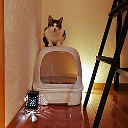 猫トイレ/ねこのいる日常/ねこと暮らす。/ニャンとも/猫ちゃん想い...などのインテリア実例 - 2020-11-24 10:01:13