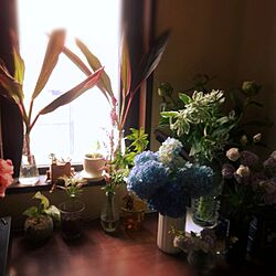 リビング/お花たち/植物/梅雨を楽しく/お酒飲みたいのインテリア実例 - 2013-06-23 15:17:52