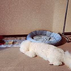 部屋全体/暑さ対策/愛犬コーナー♡/トリミング行ってきました/愛犬と暮らす...などのインテリア実例 - 2023-07-18 18:16:03