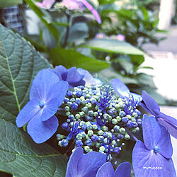 紫陽花/心にゆとりを(⍢)/花のある暮らし/暮らしを楽しむ/観葉植物...などのインテリア実例 - 2018-06-05 09:35:33