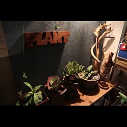 DIY/植物/plantのインテリア実例 - 2013-12-07 22:49:23