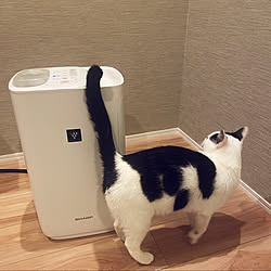 ハイブリッド式加湿器/ねこと暮らす/空気清浄加湿機/北欧/リノベーション...などのインテリア実例 - 2022-01-28 08:22:31