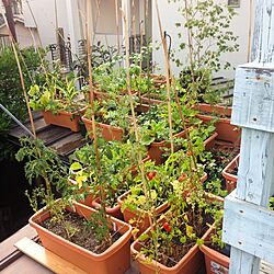 壁/天井/庭/植物/家庭菜園のインテリア実例 - 2014-06-17 12:30:23