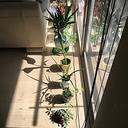 部屋全体/観葉植物/植物のある暮らしのインテリア実例 - 2017-05-04 10:29:59