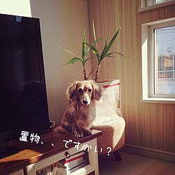 リビング/観葉植物枯れ気味/3COINS/☆chula☆/犬部♪のインテリア実例 - 2015-02-05 11:24:06