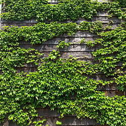 植物のある暮らし/レッドシダーの外壁/レッドシダー/外壁緑化/ナツヅタ...などのインテリア実例 - 2020-04-24 08:15:01
