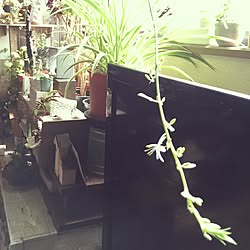 机/オリヅルラン初開花♡/観葉植物/NO GREEN NO LIFEのインテリア実例 - 2017-05-12 09:32:15