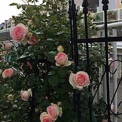 玄関/入り口/ガーデン/ガーデニング♪/バラ/薔薇...などのインテリア実例 - 2014-06-27 17:22:41