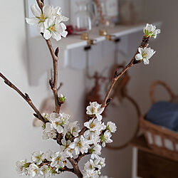 棚/桜/お花のある暮らしのインテリア実例 - 2021-03-06 10:56:42