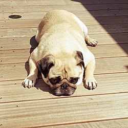 リビング/毎日犬に振り回される☺︎/犬と子供と暮らす/体弱めなので、遂に犬の保険に加入！/もうすぐ4歳...などのインテリア実例 - 2017-06-08 10:35:05