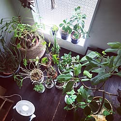 部屋全体/サーキュレーター/NO GREEN NO LIFE/植物のある暮らし/インスタと同じpicのインテリア実例 - 2016-11-12 09:35:23