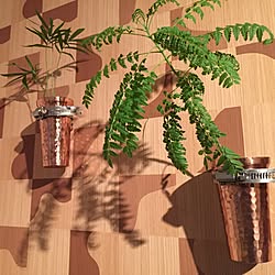 壁/天井/観葉植物/アクセントクロス/配管を留めるやつ？/観葉植物を壁に...などのインテリア実例 - 2014-12-22 16:46:59