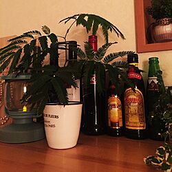 棚/お酒♡/観葉植物/100均/IKEAのインテリア実例 - 2016-01-03 01:47:26