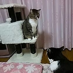 部屋全体/猫のインテリア実例 - 2016-11-27 22:07:58