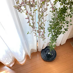 観葉植物のある暮らし/シュガーバイン/iRobot HOME アプリ/アイロボット/スマート◯◯...などのインテリア実例 - 2020-10-15 15:30:22