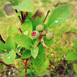 玄関/入り口/小さな平屋/観葉植物/春/テイストミックスに憧れる...などのインテリア実例 - 2019-04-24 13:28:48