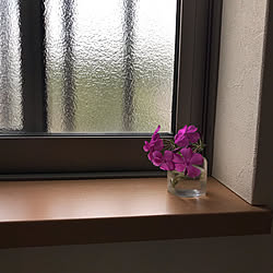 窓際/窓/お花/芝桜/春...などのインテリア実例 - 2022-04-13 13:52:22