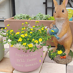 玄関/入り口/メカルドニア ゴールドダスト/観葉植物/お花がある暮らし/玄関前...などのインテリア実例 - 2021-09-17 14:03:17