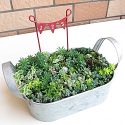 セダム/寄せ植え/部屋全体じゃなくてごめんなさい/部屋全体/インテリア...などのインテリア実例 - 2016-06-12 06:25:59