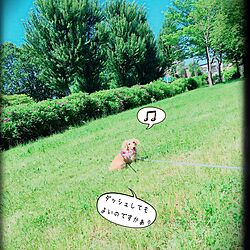 玄関/入り口/犬部♪/ミニチュアダックス/☆chula☆のインテリア実例 - 2016-06-11 16:28:23