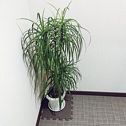 壁/天井/観葉植物のインテリア実例 - 2017-06-03 23:14:18