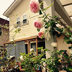 玄関/入り口/花盛りのインテリア実例 - 2015-05-12 11:57:07