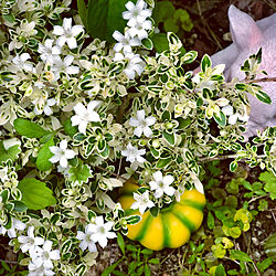 小さなお花/花のある暮らし/素敵なお庭にしたい/ハクチョウゲ/グリーンのある暮らし...などのインテリア実例 - 2020-05-20 11:00:48