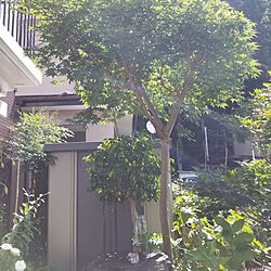 玄関/入り口/シンボルツリー/植物のある暮らし/楓のインテリア実例 - 2022-07-11 09:44:41