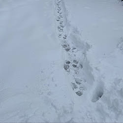 今除雪車きました/朝から雪かき/晴れたり曇ったり雪ふったり1℃/やっぱり雪国/除雪車が来れない...などのインテリア実例 - 2022-02-17 11:42:03