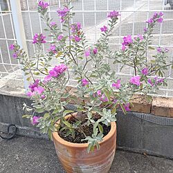 玄関/入り口/レウコフィルム/今年最後のお花/シルバーの葉も綺麗です/地植えの場所がない...などのインテリア実例 - 2023-10-05 09:08:58