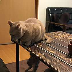 机/ねこのいる風景/猫/暮らしの一コマ/テーブルdiy...などのインテリア実例 - 2018-03-03 22:05:43