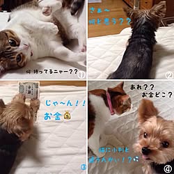 ベッド周り/猫のいる生活/つぶやきシリーズ/無印良品/犬のいる暮らしのインテリア実例 - 2016-01-20 05:59:48