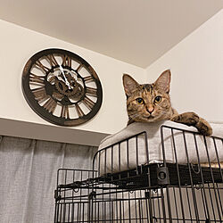 時計/ヴィンテージ/保護猫/いぬとねこのいる暮らし/リビングのインテリア実例 - 2020-10-03 01:30:20