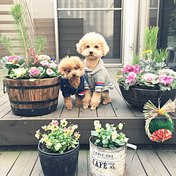 部屋全体/寄せ植え/お正月寄せ植え/トイプードルと暮らす/トイプードル多頭飼い...などのインテリア実例 - 2017-12-29 21:48:25