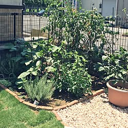 玄関/入り口/もさもさし過ぎた、家庭菜園/芝…グリーンは癒し/家庭菜園のインテリア実例 - 2016-08-05 12:18:16