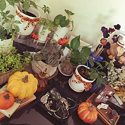 棚/ハロウィン/観葉植物/ダイソー/賃貸...などのインテリア実例 - 2016-09-03 14:26:52