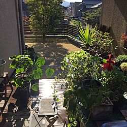玄関/入り口/観葉植物のインテリア実例 - 2016-12-03 13:05:52