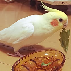 インコ/鳥/小鳥さん/DIY/断捨離...などのインテリア実例 - 2017-05-04 20:53:13