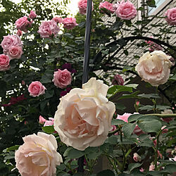 玄関/入り口/ロココ/お花のある暮らし/ピエールドゥロンサール/ピンクのバラ...などのインテリア実例 - 2018-05-06 16:22:55