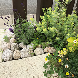 ラベンダー/花のある暮らし/グリーンのある暮らし/花のある風景/門柱まわり...などのインテリア実例 - 2020-06-01 12:32:09