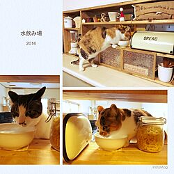 キッチン/水飲み場/SPF材/カウンターDIY/DIY...などのインテリア実例 - 2016-12-30 09:26:18